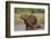 Capybara (Hydrochoerus Hydrochaeris) Female With Young-Tony Heald-Framed Photographic Print