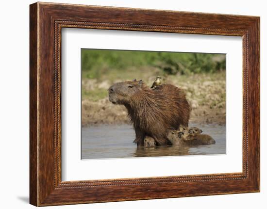 Capybara (Hydrochoerus Hydrochaeris) Female With Young-Tony Heald-Framed Photographic Print