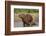 Capybara (Hydrochoerus Hydrochaeris) Female With Young-Tony Heald-Framed Photographic Print