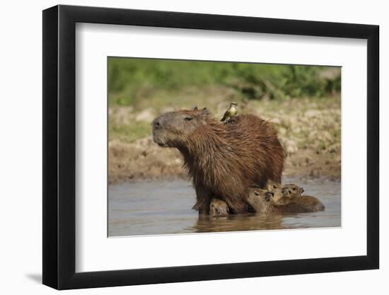 Capybara (Hydrochoerus Hydrochaeris) Female With Young-Tony Heald-Framed Photographic Print