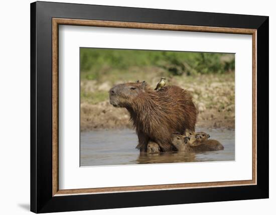 Capybara (Hydrochoerus Hydrochaeris) Female With Young-Tony Heald-Framed Photographic Print