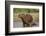 Capybara (Hydrochoerus Hydrochaeris) Female With Young-Tony Heald-Framed Photographic Print