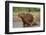 Capybara (Hydrochoerus Hydrochaeris) Female With Young-Tony Heald-Framed Photographic Print