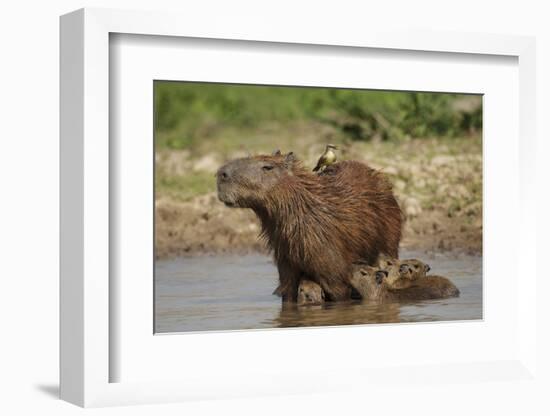 Capybara (Hydrochoerus Hydrochaeris) Female With Young-Tony Heald-Framed Photographic Print