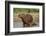 Capybara (Hydrochoerus Hydrochaeris) Female With Young-Tony Heald-Framed Photographic Print