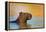 Capybara (Hydrochoerus Hydrochaeris) Swimming, Pantanal Wetlands, Brazil-null-Framed Stretched Canvas