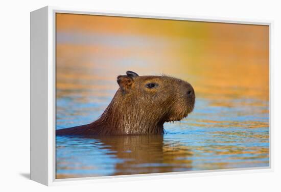 Capybara (Hydrochoerus Hydrochaeris) Swimming, Pantanal Wetlands, Brazil-null-Framed Stretched Canvas