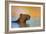 Capybara (Hydrochoerus Hydrochaeris) Swimming, Pantanal Wetlands, Brazil-null-Framed Photographic Print