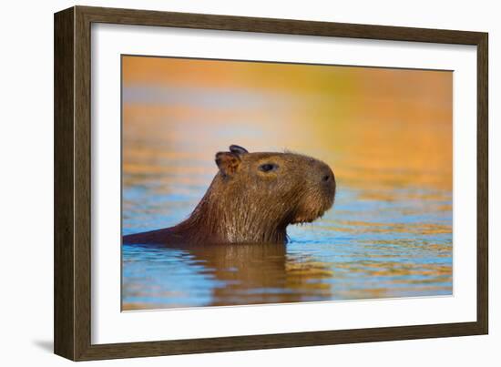 Capybara (Hydrochoerus Hydrochaeris) Swimming, Pantanal Wetlands, Brazil-null-Framed Photographic Print