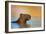 Capybara (Hydrochoerus Hydrochaeris) Swimming, Pantanal Wetlands, Brazil-null-Framed Photographic Print