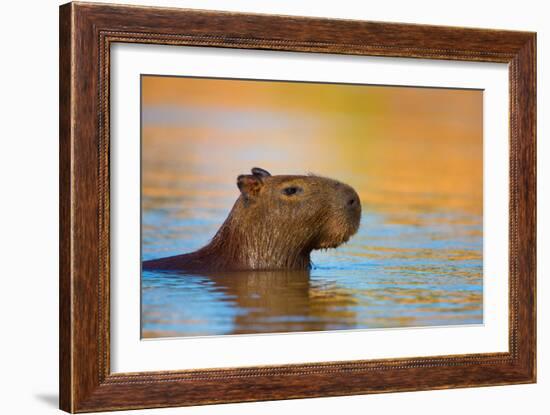 Capybara (Hydrochoerus Hydrochaeris) Swimming, Pantanal Wetlands, Brazil-null-Framed Photographic Print