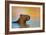 Capybara (Hydrochoerus Hydrochaeris) Swimming, Pantanal Wetlands, Brazil-null-Framed Photographic Print