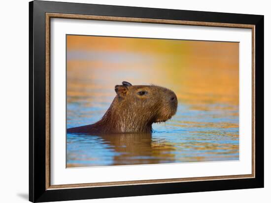 Capybara (Hydrochoerus Hydrochaeris) Swimming, Pantanal Wetlands, Brazil-null-Framed Photographic Print