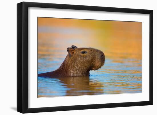 Capybara (Hydrochoerus Hydrochaeris) Swimming, Pantanal Wetlands, Brazil-null-Framed Photographic Print