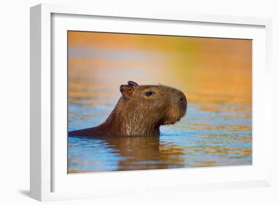 Capybara (Hydrochoerus Hydrochaeris) Swimming, Pantanal Wetlands, Brazil-null-Framed Photographic Print