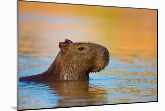 Capybara (Hydrochoerus Hydrochaeris) Swimming, Pantanal Wetlands, Brazil-null-Mounted Photographic Print