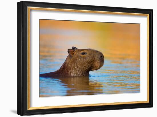 Capybara (Hydrochoerus Hydrochaeris) Swimming, Pantanal Wetlands, Brazil-null-Framed Photographic Print