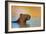 Capybara (Hydrochoerus Hydrochaeris) Swimming, Pantanal Wetlands, Brazil-null-Framed Photographic Print