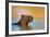 Capybara (Hydrochoerus Hydrochaeris) Swimming, Pantanal Wetlands, Brazil-null-Framed Photographic Print