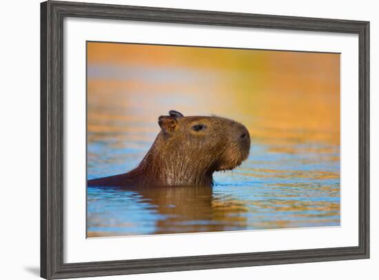 Capybara (Hydrochoerus Hydrochaeris) Swimming, Pantanal Wetlands, Brazil-null-Framed Photographic Print