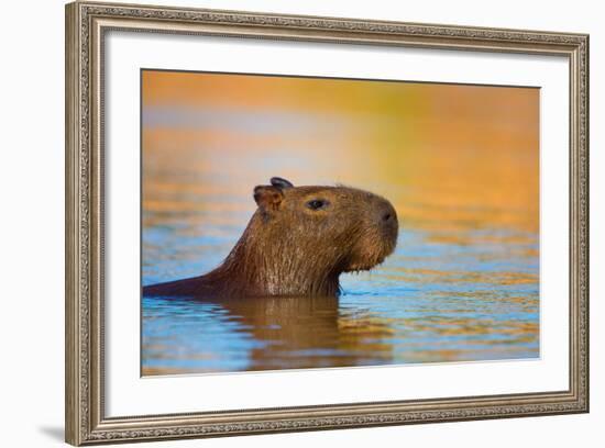 Capybara (Hydrochoerus Hydrochaeris) Swimming, Pantanal Wetlands, Brazil-null-Framed Photographic Print