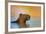 Capybara (Hydrochoerus Hydrochaeris) Swimming, Pantanal Wetlands, Brazil-null-Framed Photographic Print