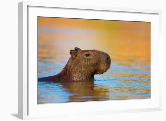 Capybara (Hydrochoerus Hydrochaeris) Swimming, Pantanal Wetlands, Brazil-null-Framed Photographic Print