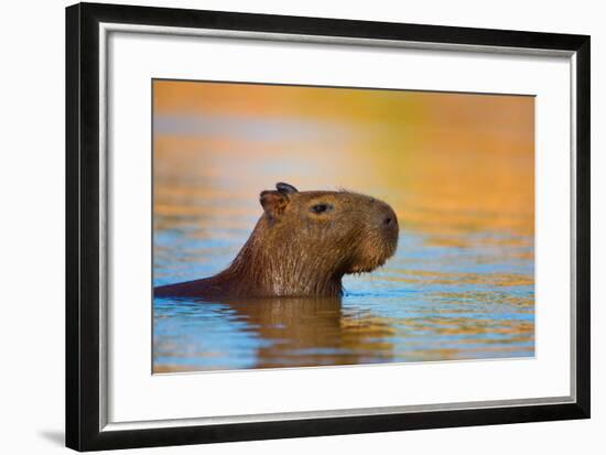 Capybara (Hydrochoerus Hydrochaeris) Swimming, Pantanal Wetlands, Brazil-null-Framed Photographic Print