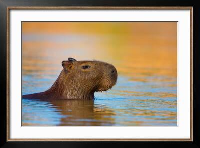 3dRose Brazil, Pantanal A capybara walking proudly. - Key Chains, 2.25 by  2.25-inch, set of 2