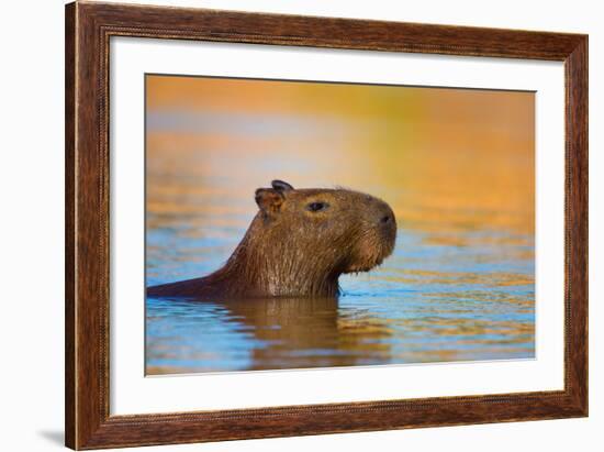 Capybara (Hydrochoerus Hydrochaeris) Swimming, Pantanal Wetlands, Brazil-null-Framed Photographic Print