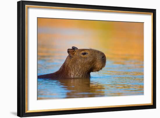 Capybara (Hydrochoerus Hydrochaeris) Swimming, Pantanal Wetlands, Brazil-null-Framed Photographic Print