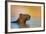 Capybara (Hydrochoerus Hydrochaeris) Swimming, Pantanal Wetlands, Brazil-null-Framed Photographic Print