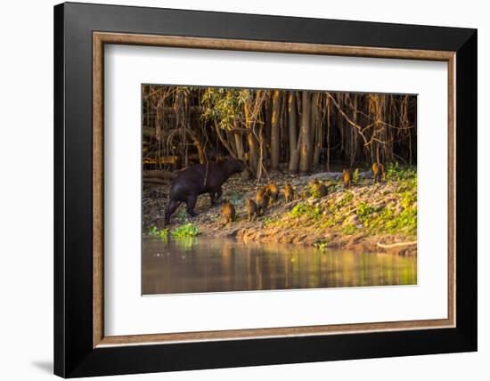 Capybara leads her group of babies out of the water in the Pantanal, Brazil-James White-Framed Photographic Print