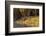 Capybara leads her group of babies out of the water in the Pantanal, Brazil-James White-Framed Photographic Print