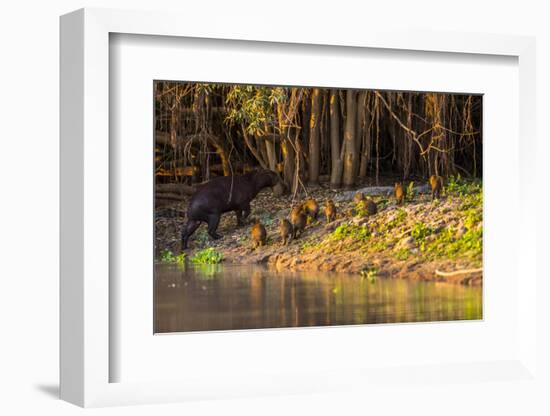 Capybara leads her group of babies out of the water in the Pantanal, Brazil-James White-Framed Photographic Print