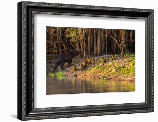 Capybara leads her group of babies out of the water in the Pantanal, Brazil-James White-Framed Photographic Print