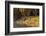 Capybara leads her group of babies out of the water in the Pantanal, Brazil-James White-Framed Photographic Print