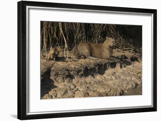 Capybara, Northern Pantanal, Mato Grosso, Brazil-Pete Oxford-Framed Photographic Print