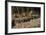 Capybara, Northern Pantanal, Mato Grosso, Brazil-Pete Oxford-Framed Photographic Print