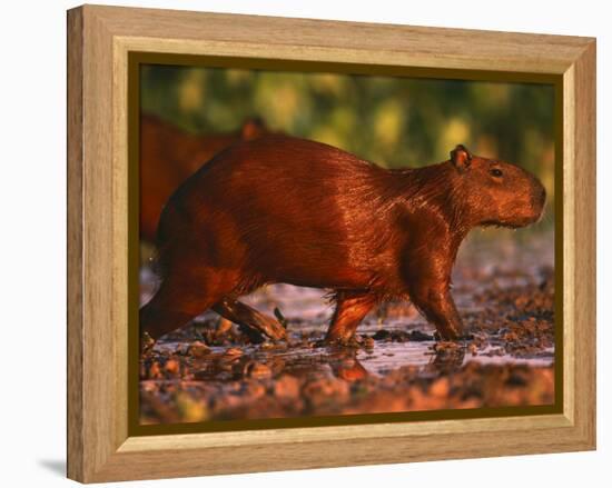 Capybara, Pantanal, Brazil-Pete Oxford-Framed Premier Image Canvas