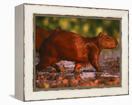 Capybara, Pantanal, Brazil-Pete Oxford-Framed Premier Image Canvas