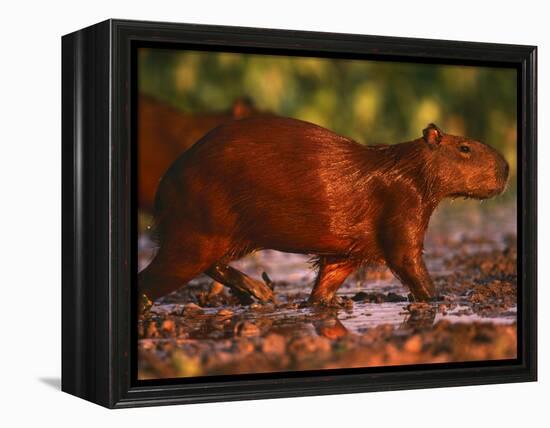 Capybara, Pantanal, Brazil-Pete Oxford-Framed Premier Image Canvas