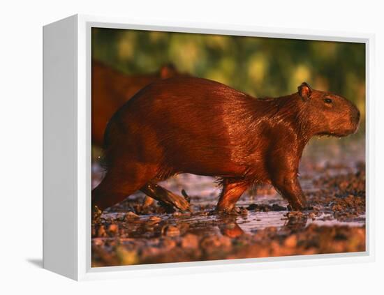 Capybara, Pantanal, Brazil-Pete Oxford-Framed Premier Image Canvas