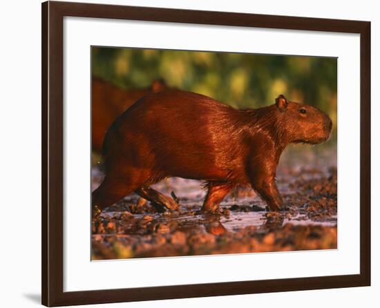 Capybara, Pantanal, Brazil-Pete Oxford-Framed Photographic Print