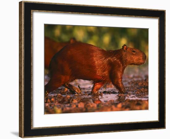 Capybara, Pantanal, Brazil-Pete Oxford-Framed Photographic Print