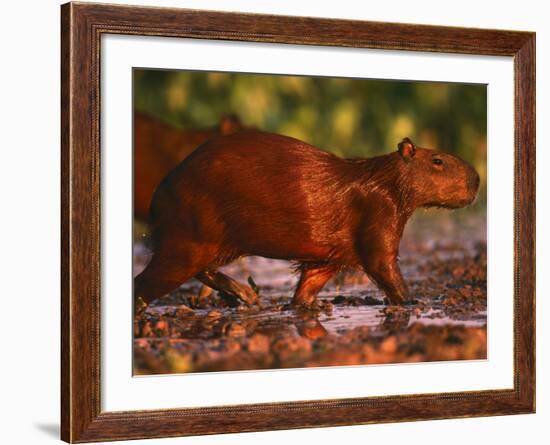 Capybara, Pantanal, Brazil-Pete Oxford-Framed Photographic Print