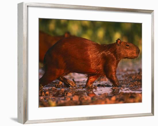 Capybara, Pantanal, Brazil-Pete Oxford-Framed Photographic Print