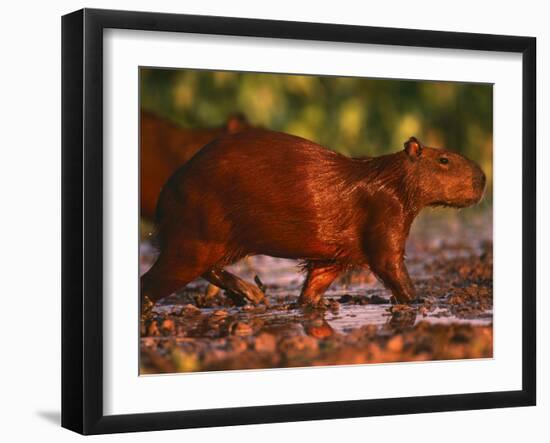 Capybara, Pantanal, Brazil-Pete Oxford-Framed Photographic Print