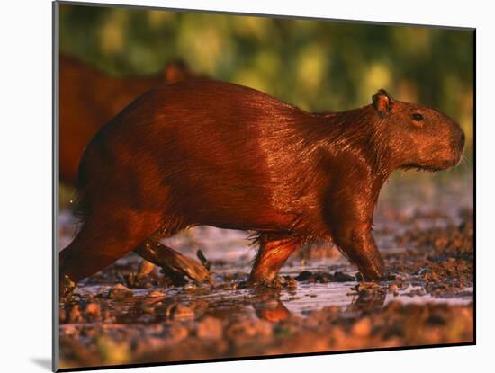 Capybara, Pantanal, Brazil-Pete Oxford-Mounted Photographic Print