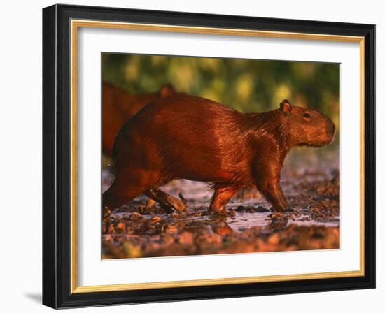 Capybara, Pantanal, Brazil-Pete Oxford-Framed Photographic Print